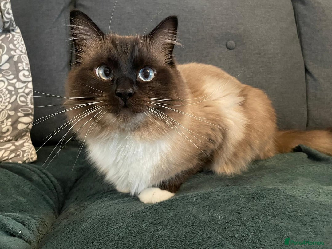 Ragdoll cats for sale: 1-Year-Old Male Ragdoll  - Advert 1