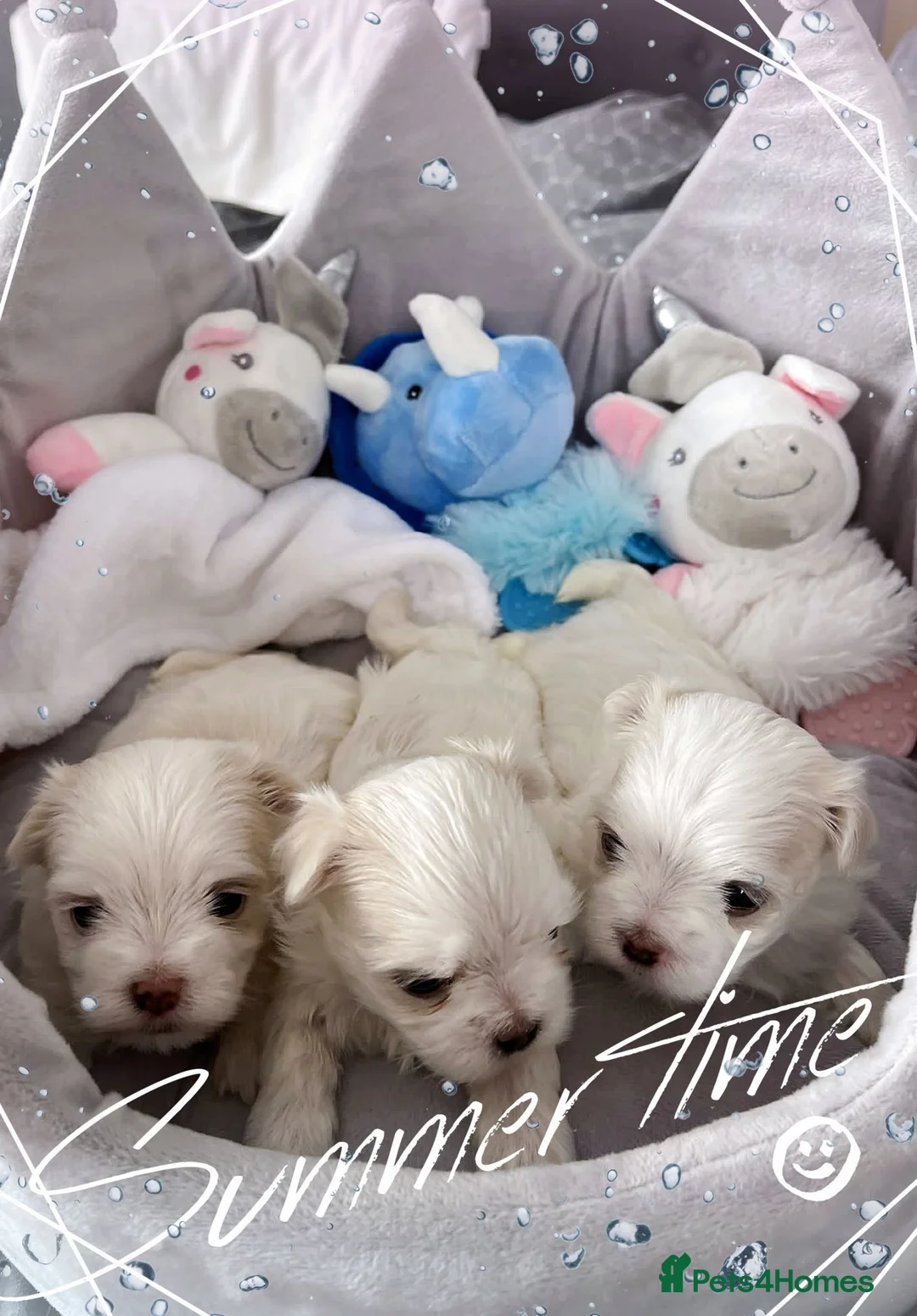 Maltese dogs for stud: STUNNING 💎DIAMOND💎 OPEN AT STUD HEALTH TESTED in Grays - Advert 26