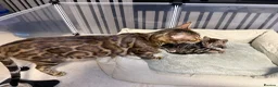 Bengal cats for sale: Unique Bloodline Bengals Tica Reg - Advert 12