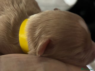 Maltipoo dogs - Advert 1