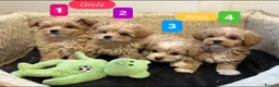 Maltipoo dogs for sale: 💙Maltipoo F1 puppies🩷 - Advert 1