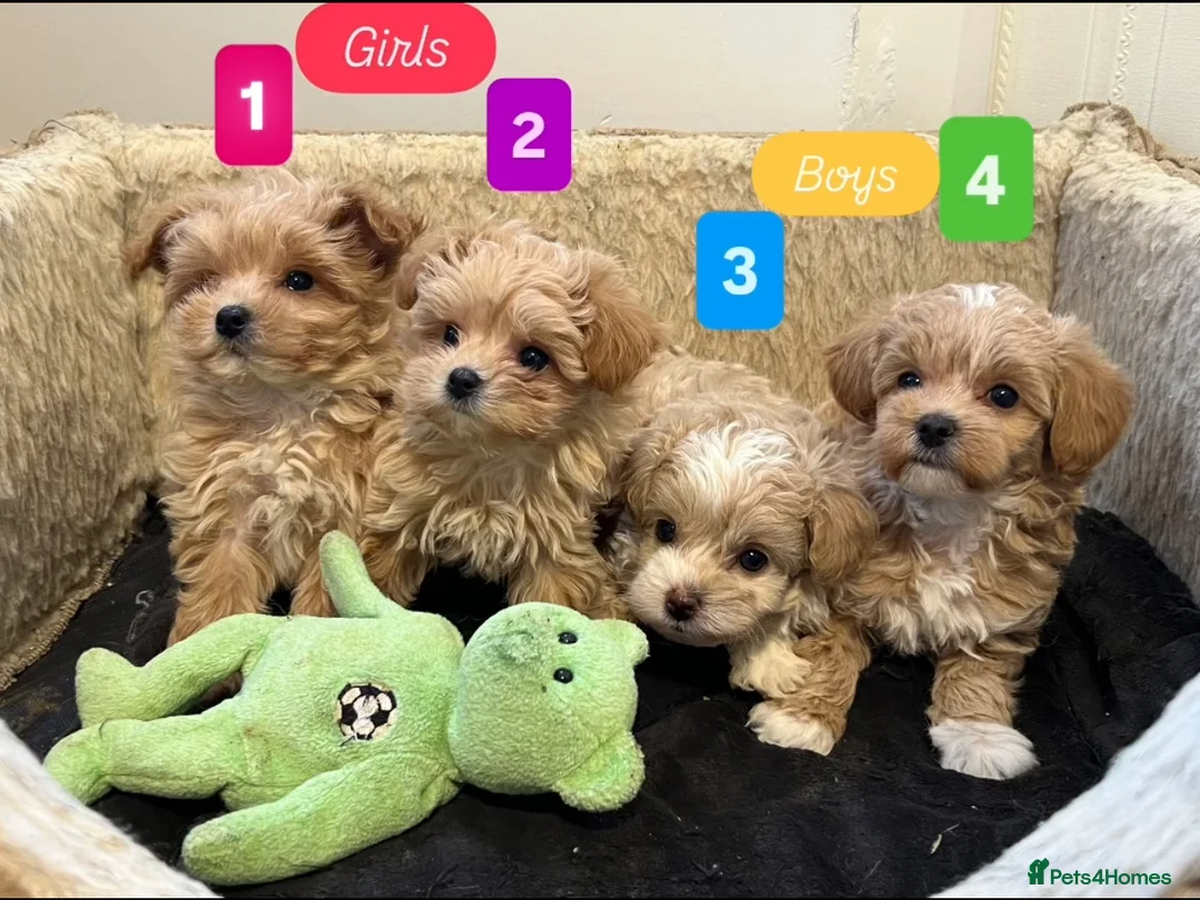 Maltipoo dogs for sale: 💙Maltipoo F1 puppies🩷 - Advert 1