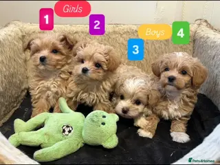 Maltipoo dogs 💙Maltipoo F1 puppies🩷 - Advert 9