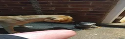 Labrador Retriever dogs for stud: Available for stud. Nearly 2 years old. So placid - Advert 2