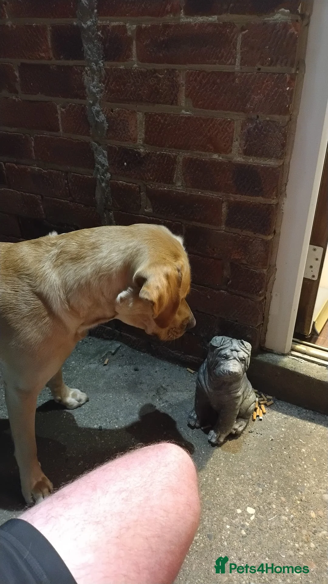 Labrador Retriever dogs for stud: Available for stud. Nearly 2 years old. So placid - Advert 2
