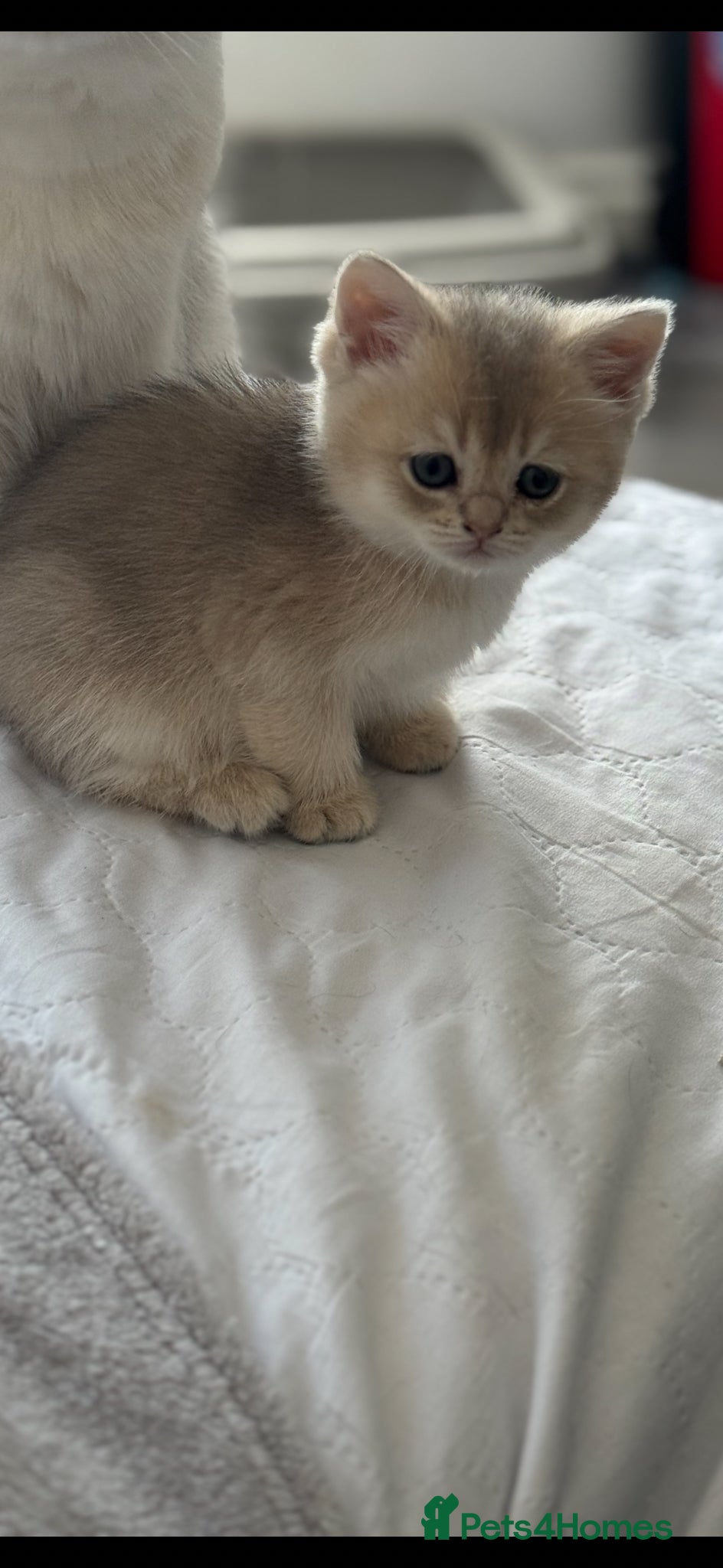Scottish Fold cats for sale: Scottish pedigree golden kittens - Advert 22