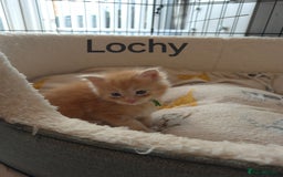 Maine Coon cats for sale: Gorgeous maine coon kittens - Image 5