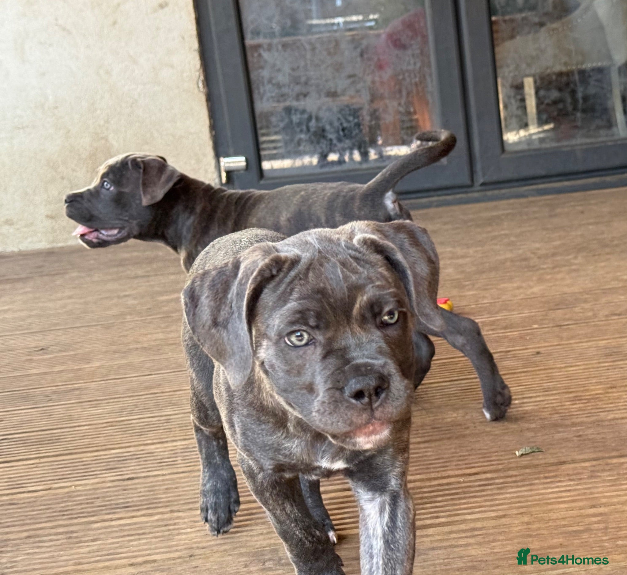 Cane Corso dogs Last 3 left looking for their forever 🏡!🥰 - Advert 2