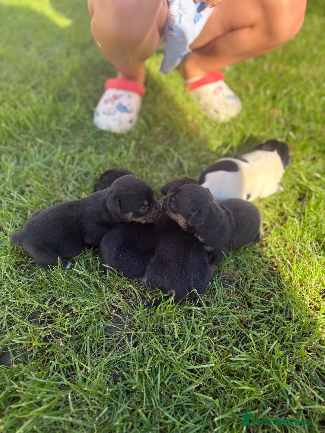 Jack Russell dogs for sale: 5 Beautiful Jack Russell Puppies FOR SALE in Slough - Advert 2