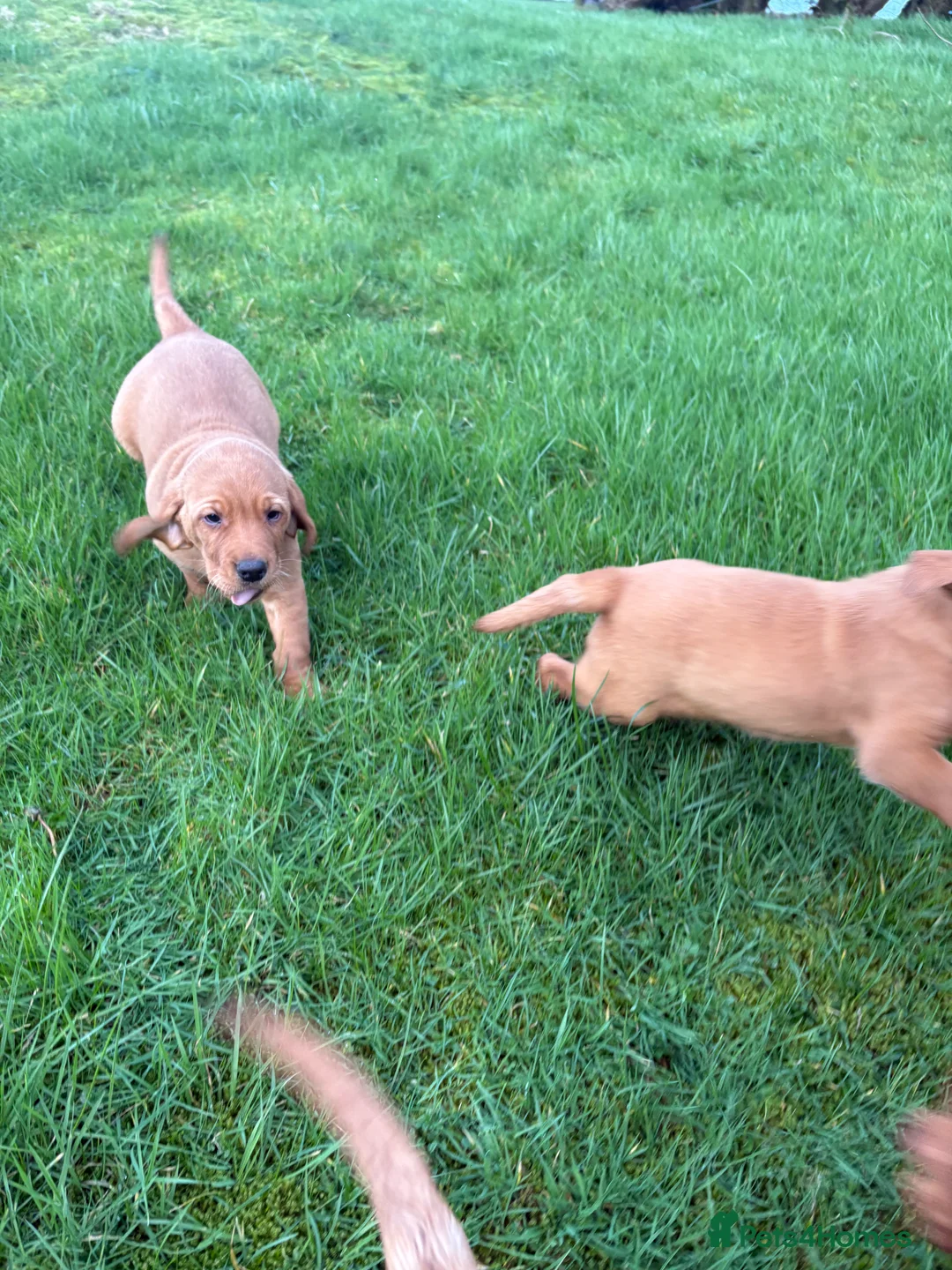 Mixed Breed dogs for sale: Vizslador pups for sale  in Newry - Advert 13