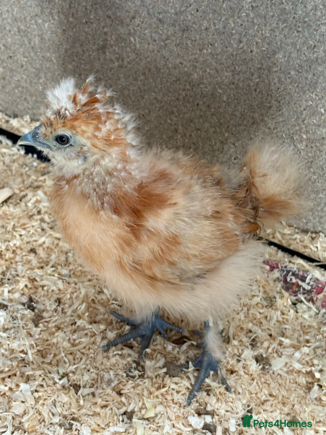 Chickens poultry for sale: Silkie chics in Bicester - Advert 10