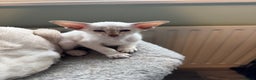 Siamese cats for sale: Beautiful Pedigree Siamese kitten GCCF Registered  - Advert 2