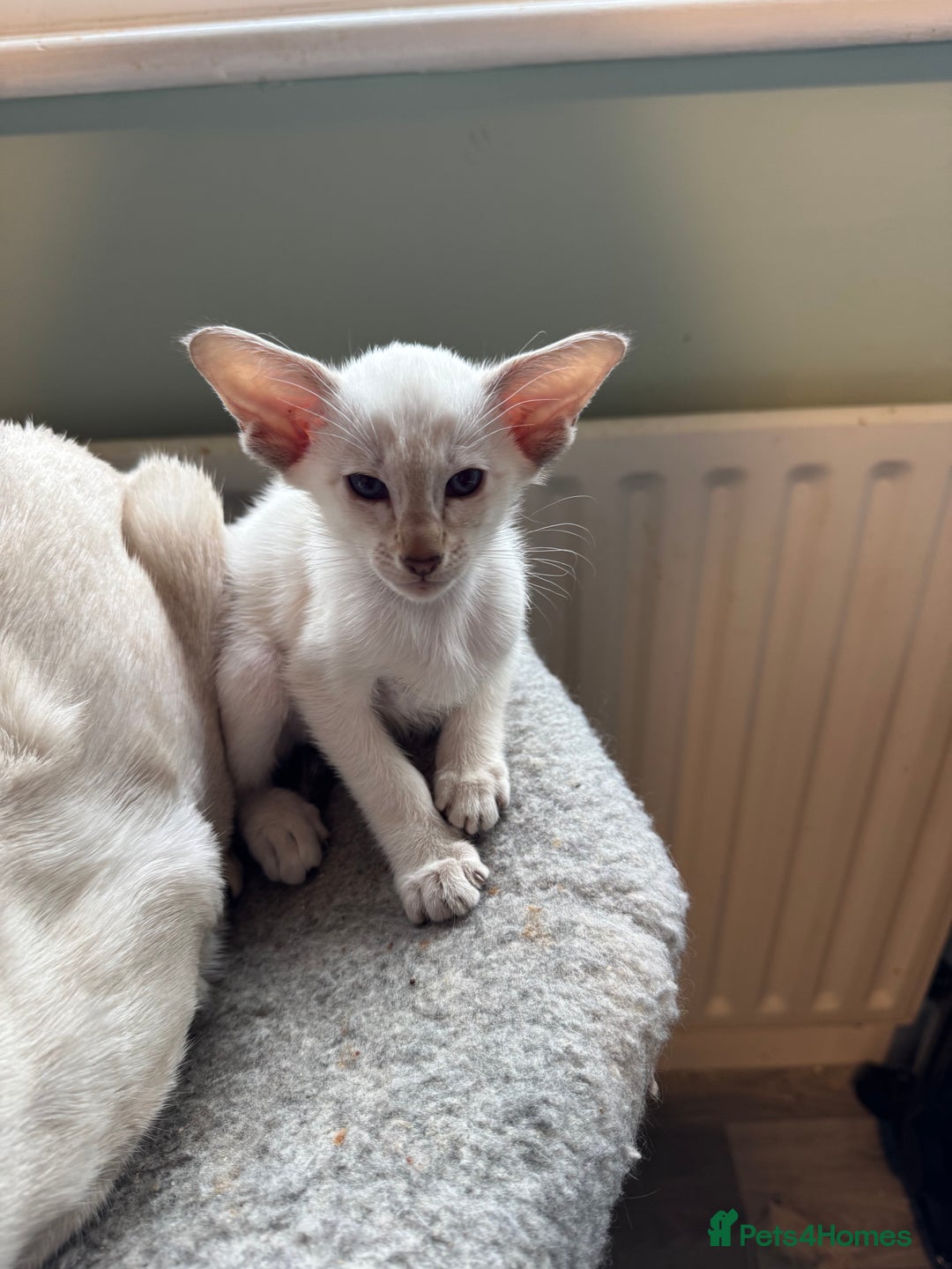Siamese cats for sale: Beautiful Pedigree Siamese kitten GCCF Registered  - Advert 2