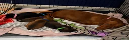 Dachshund dogs for sale: Beautiful dachshund puppies  - Advert 4