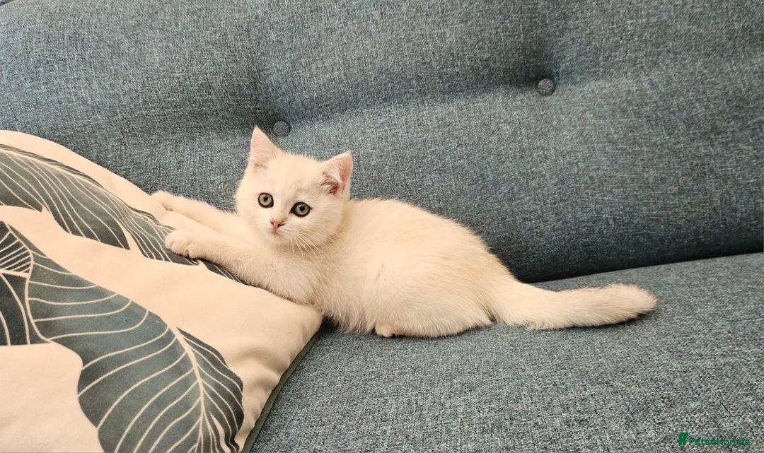 Scottish Fold cats for sale: Excellent Scottish straight kittens  - Image 13
