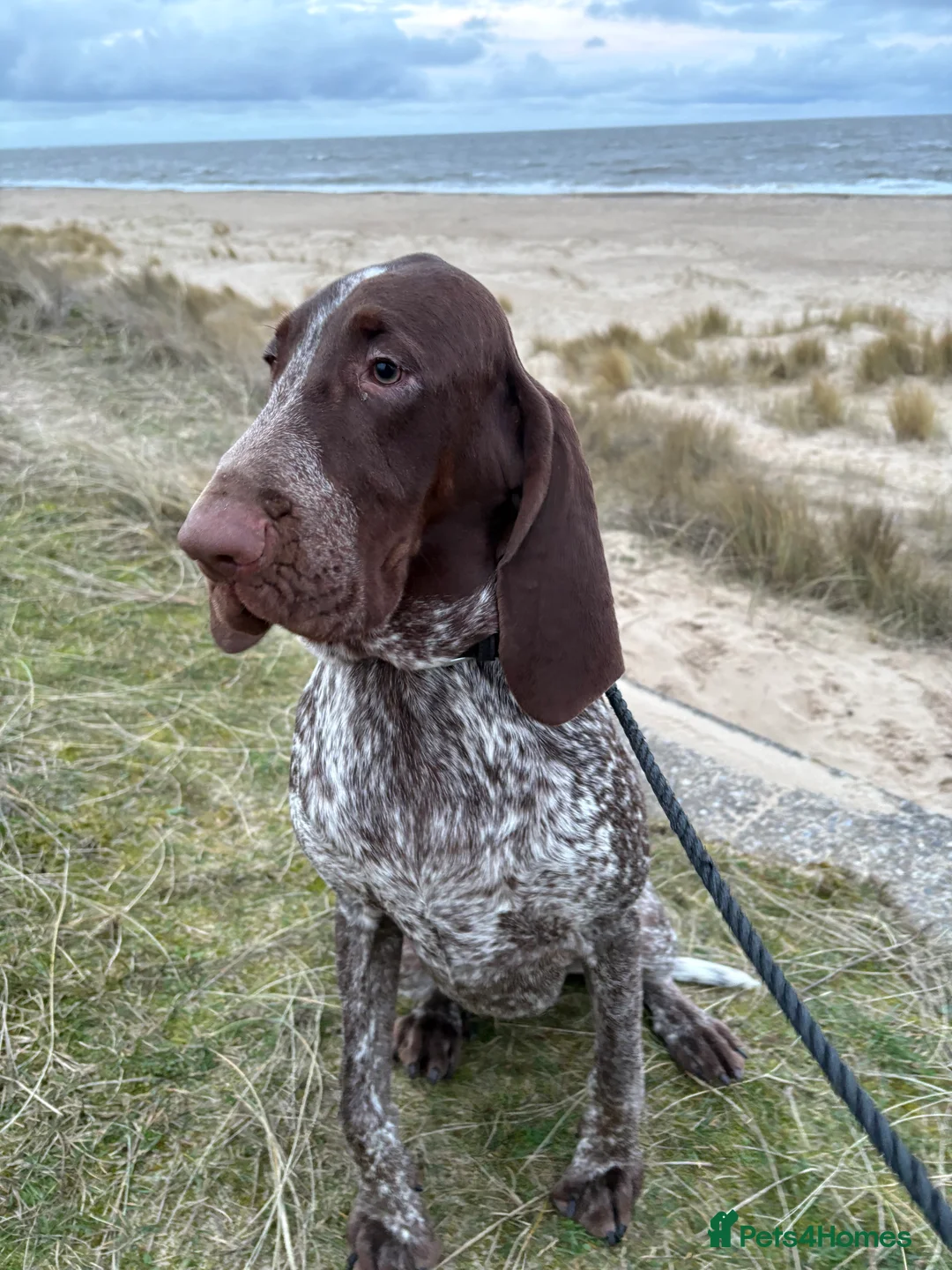 Bracco Italiano dogs for sale: 9 month chestnut boy available - Advert 4