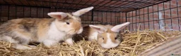 Mini Lop rabbits for sale: Gorgeous, friendly, ginger mini lop boys ready now - Advert 16