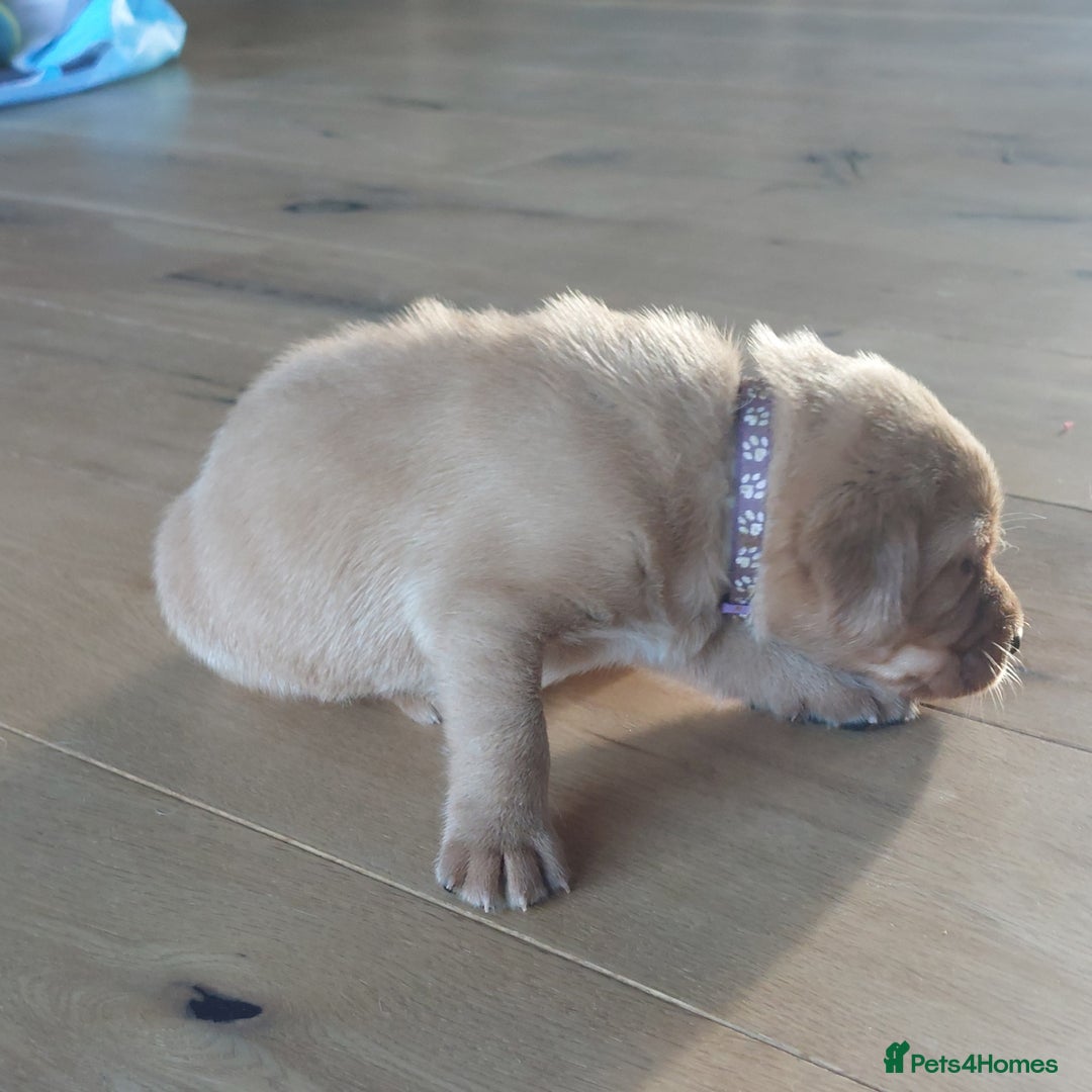 Labrador Retriever dogs for sale: Coco’s Labrador Puppies Seeking Loving Homes - Advert 23