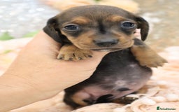 Miniature Dachshund dogs for sale: KC Registered Miniature Dachshund Puppies - Image 5