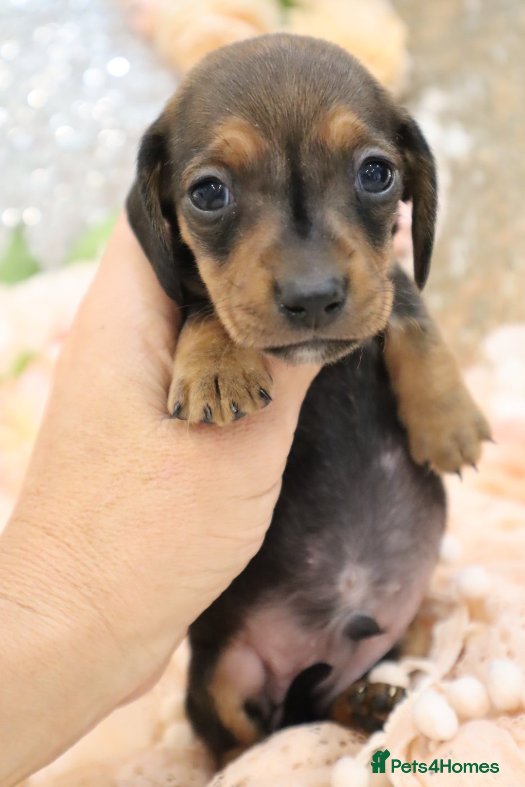 Miniature Dachshund dogs for sale: KC Registered Miniature Dachshund Puppies - Image 5