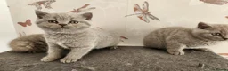 British Shorthair cats for sale: British shorthair kittens ready to leave now  - Advert 13