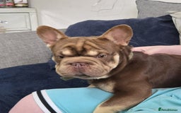 French Bulldog dogs for sale: mr Hugo  - Image 4