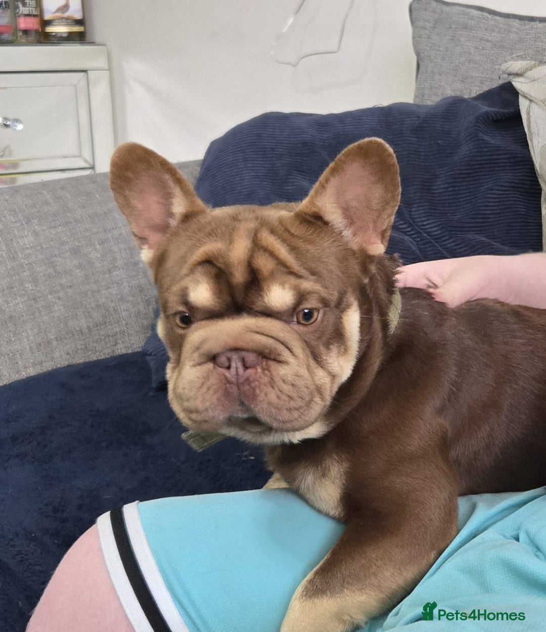 French Bulldog dogs for sale: mr Hugo  - Image 4