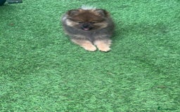 Pomeranian dogs for sale: Teddy bear Pomeranian puppy - Image 5