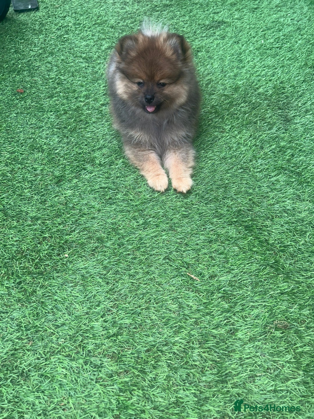 Pomeranian dogs for sale: Teddy bear Pomeranian puppy - Image 5