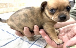 Mixed Breed dogs for sale: Pug x dachshund  ( Daug?) - Image 18