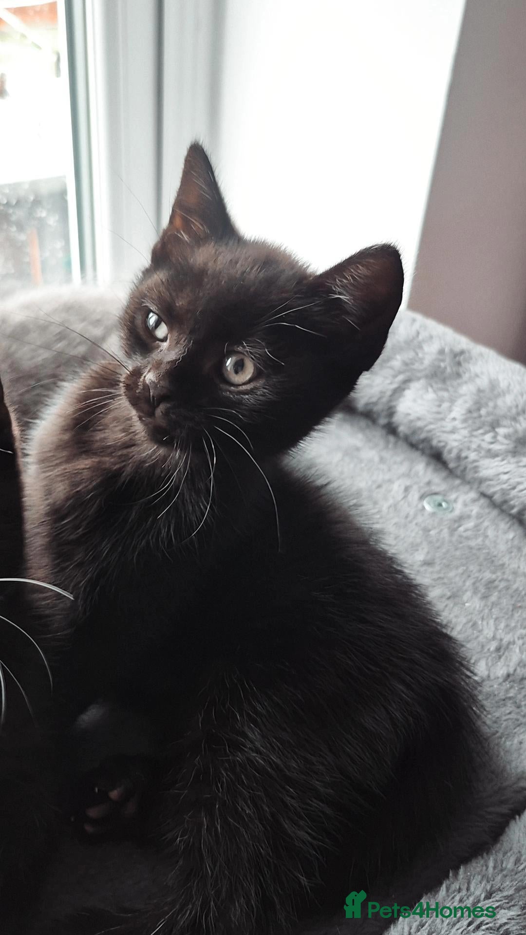 Mixed Breed cats for sale: Gorgeous coal-black kitten out of a BSH mom a🐾 - Advert 11