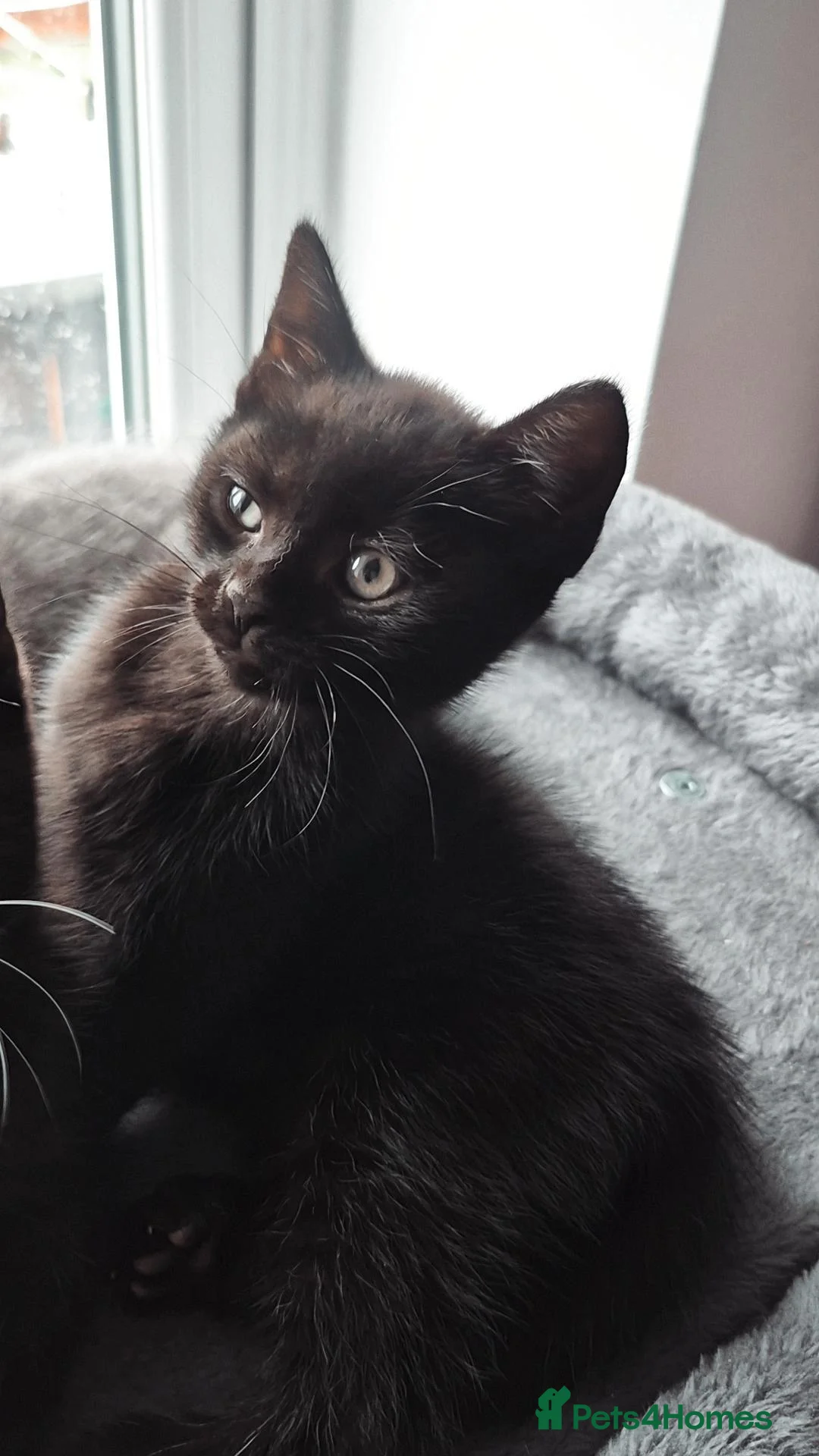 Mixed Breed cats for sale: Gorgeous coal-black kitten out of a BSH mom a🐾 - Advert 1