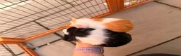Guinea Pig rodents for sale: 2 male baby guinea pigs 6 weeks old - Advert 6