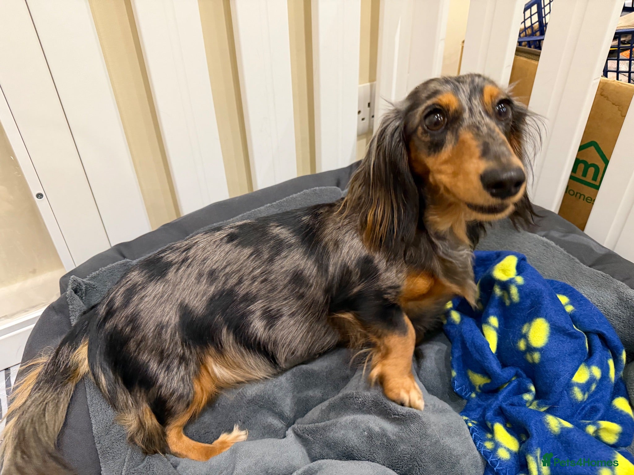 Miniature Dachshund dogs  KC Registered Long-Haired Dachshund Puppies ✨ - Advert 2