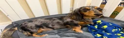 Miniature Dachshund dogs for sale:  KC Registered Long-Haired Dachshund Puppies ✨ - Advert 2