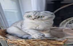 Scottish Fold cats for sale: Scottish Folds, adult cat looking for a Sweet home - Advert 5