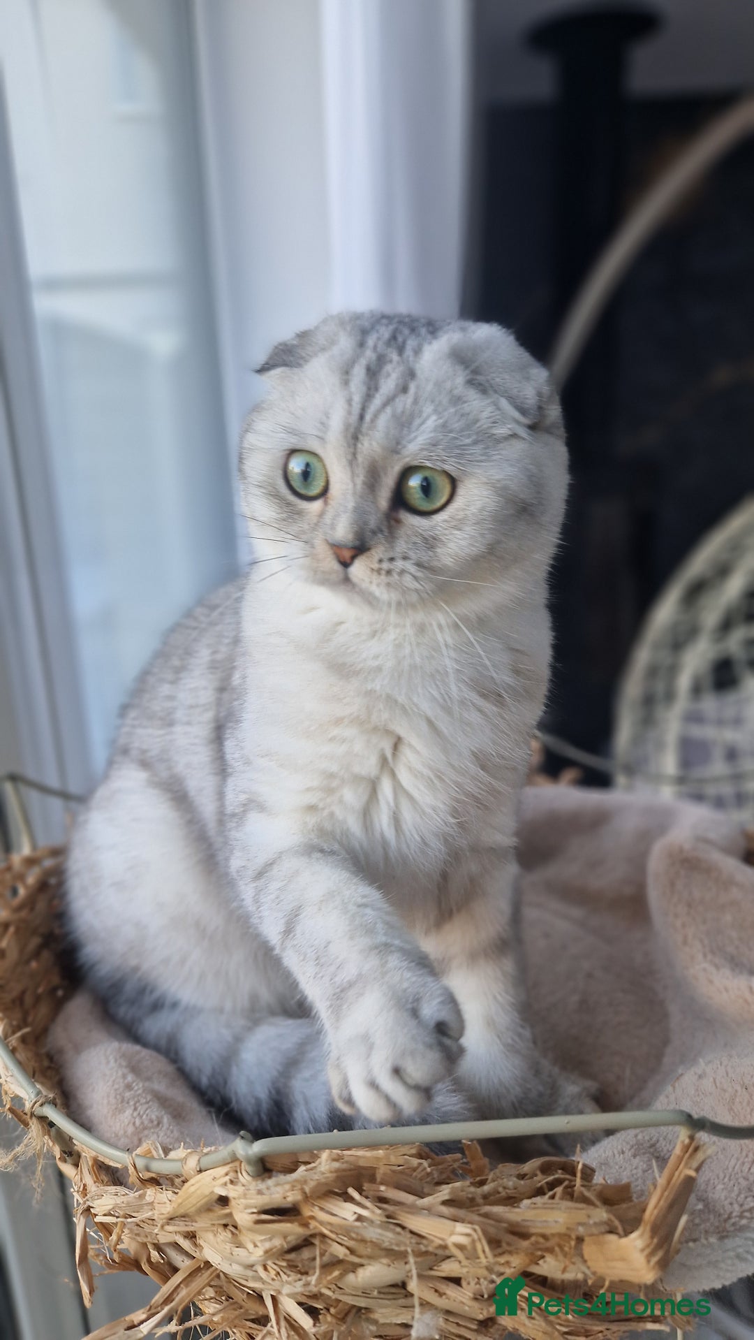 Scottish Fold cats for sale: Scottish Folds, adult cat looking for a Sweet home - Advert 5