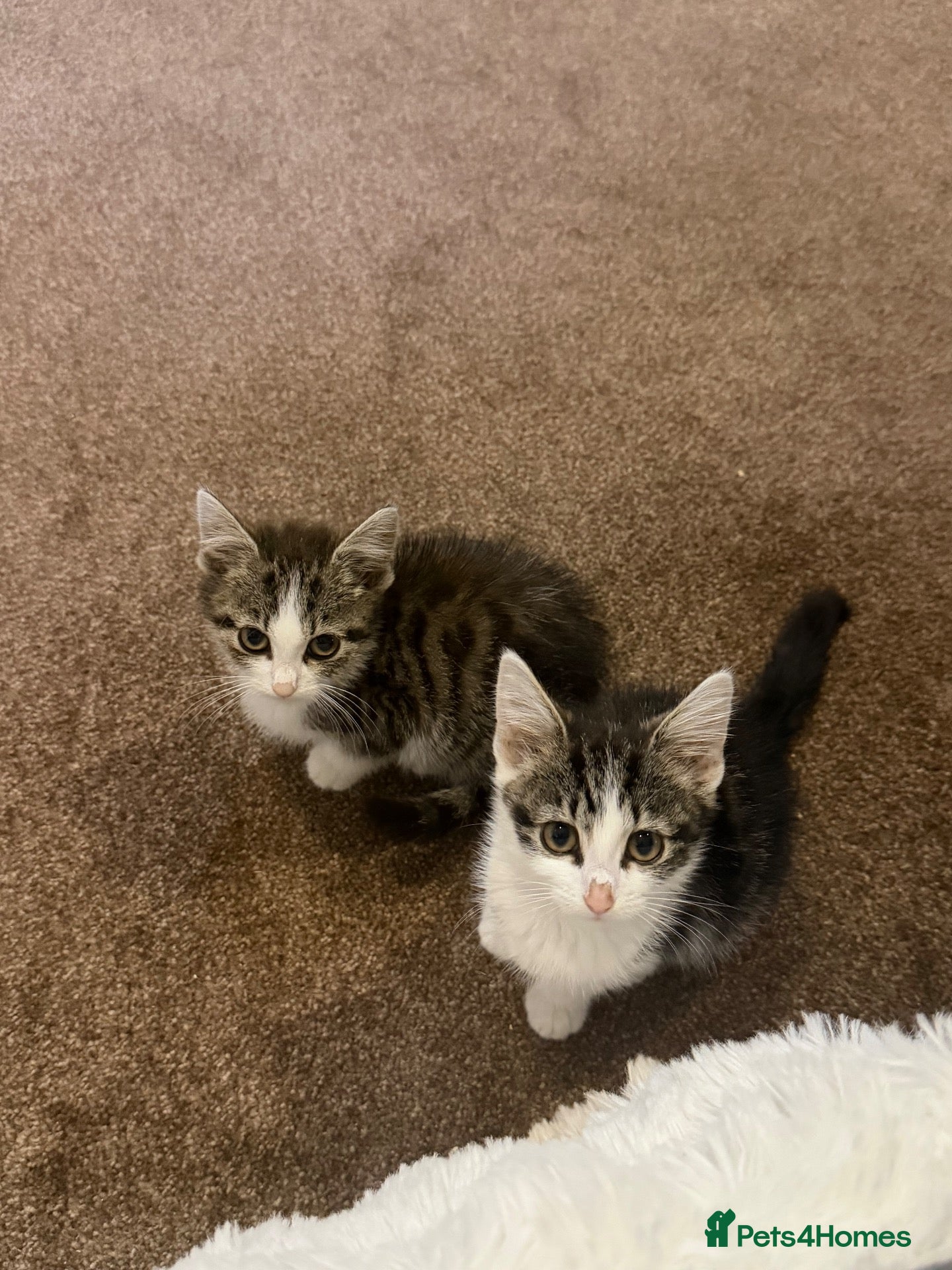 Mixed Breed cats Cute Playful Tabby Kitten - Advert 3