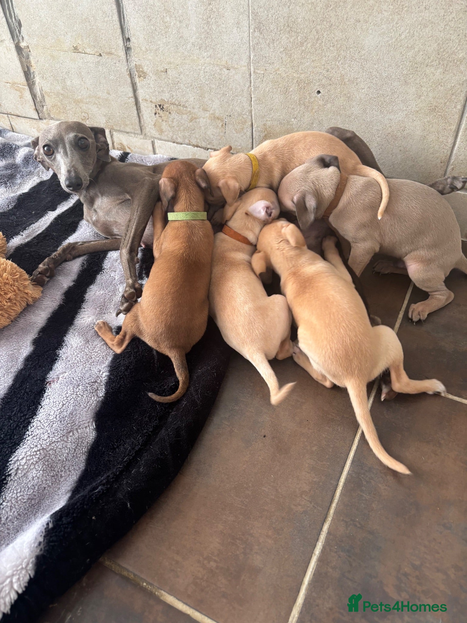 Italian Greyhound dogs Gorgeous litter of Kc reg Italian greyhound  - Advert 1