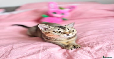 Scottish Fold cats - Advert 1