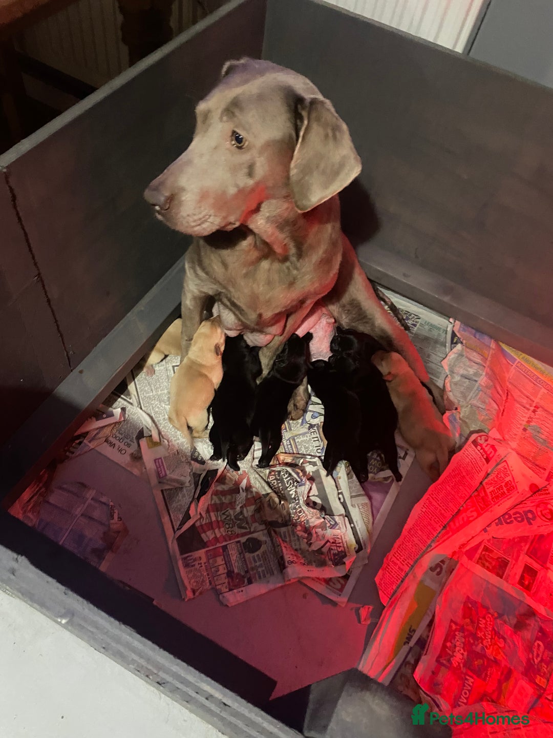 Labrador Retriever dogs for sale: KC labrador retriever puppies - Advert 1