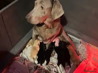 Labrador Retriever dogs KC labrador retriever puppies - Advert 17