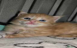 Maine Coon cats for sale: Exceptional Red Silver Tabby Maine Coon Male - Image 1