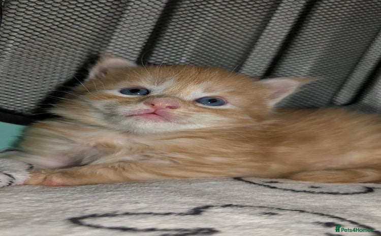 Maine Coon cats - Advert 4