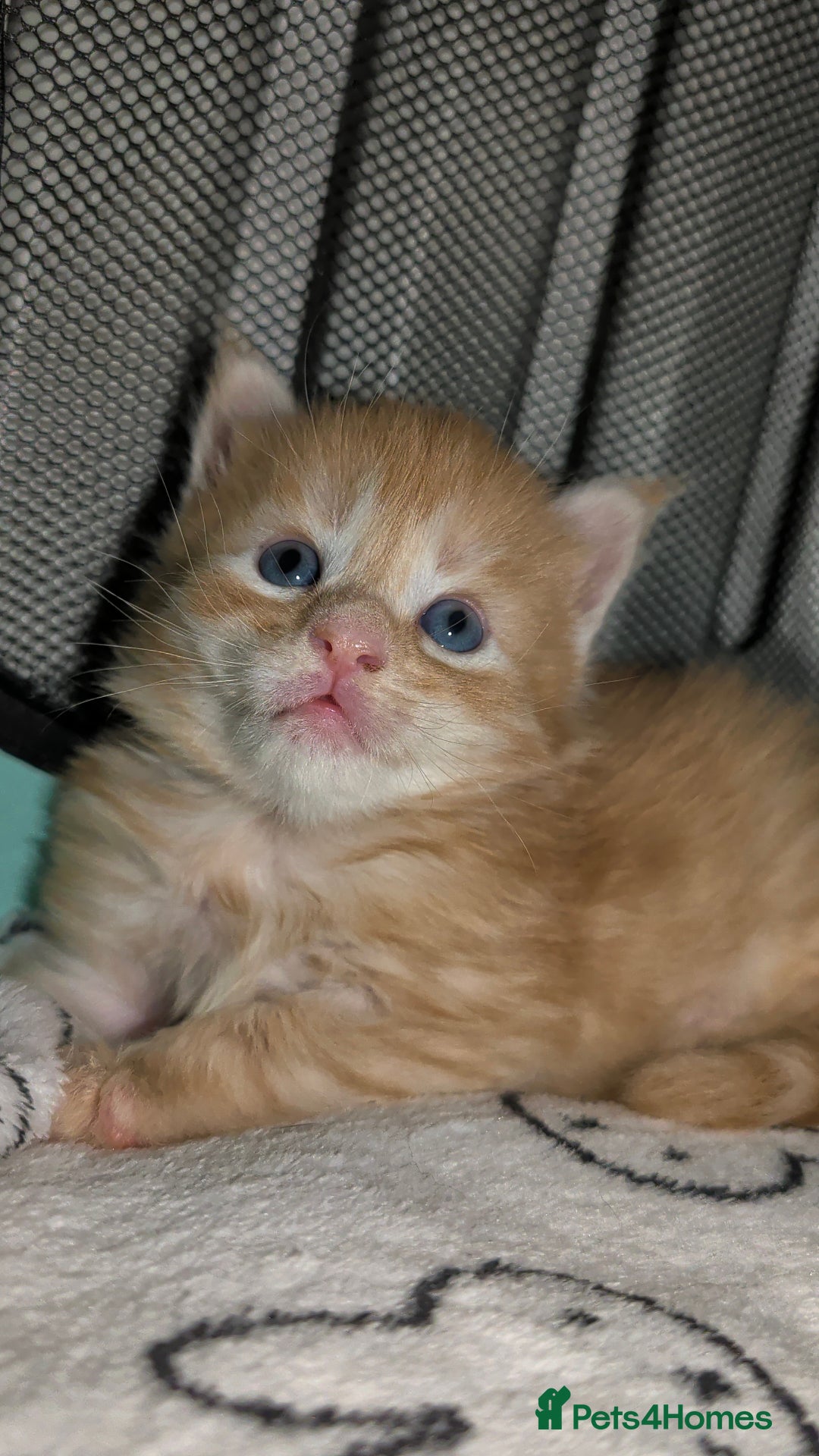 Maine Coon cats for sale: Exceptional Red Silver Tabby Maine Coon Male - Image 1