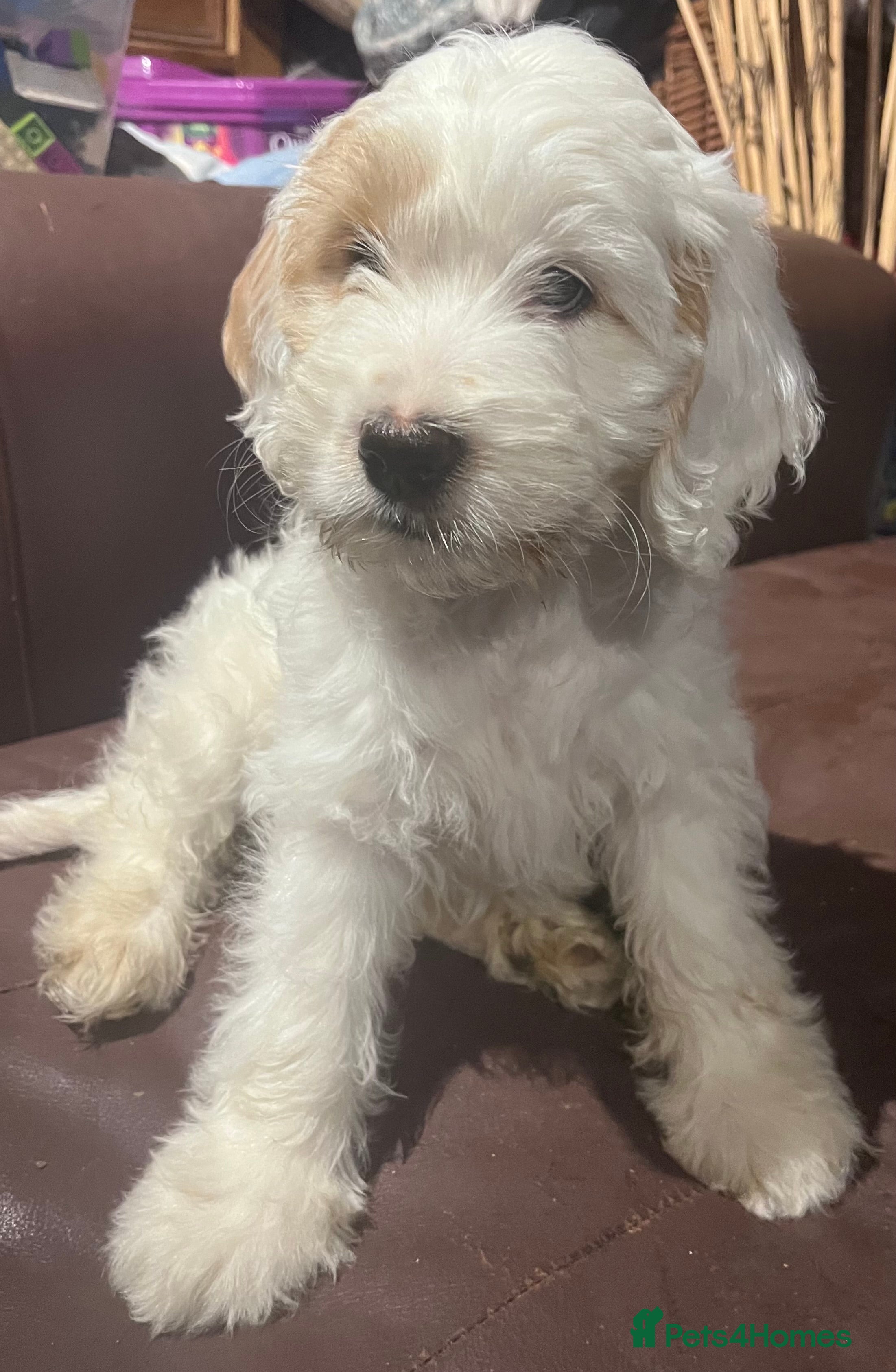 Mixed Breed dogs Gorgeous Australian Labradoodle Puppies  - Advert 10