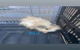 Guinea Pig rodents for sale: Young male and female guinea pigs for sale - Image 3