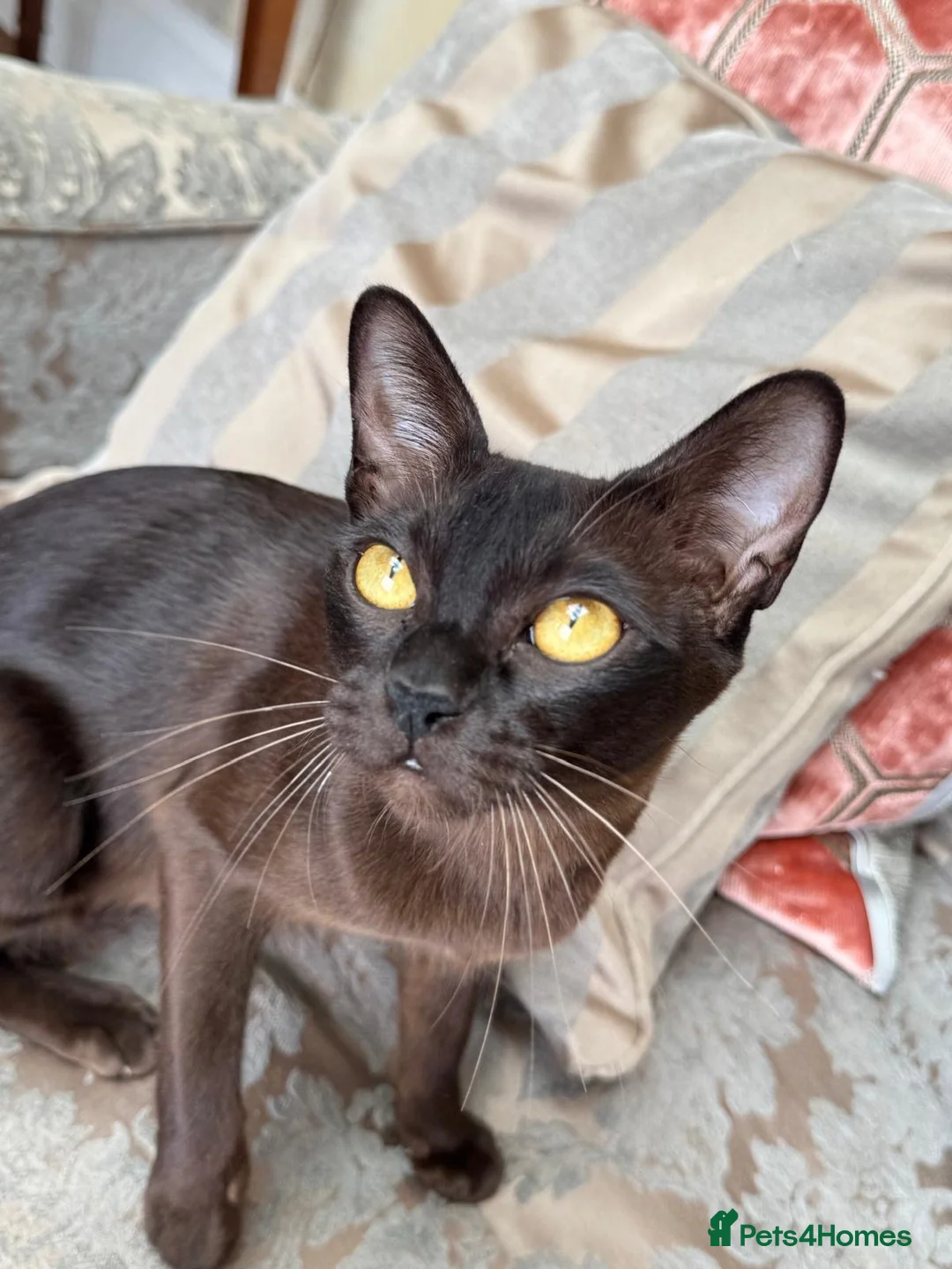 Burmese cats for sale: Gorgeous brown boy left - Advert 2