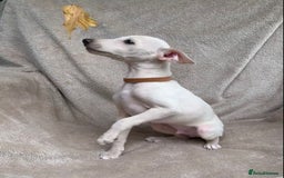 Italian Greyhound dogs for sale: Italian greyhound puppies KC reg European Lineage in Leeds - Image 29