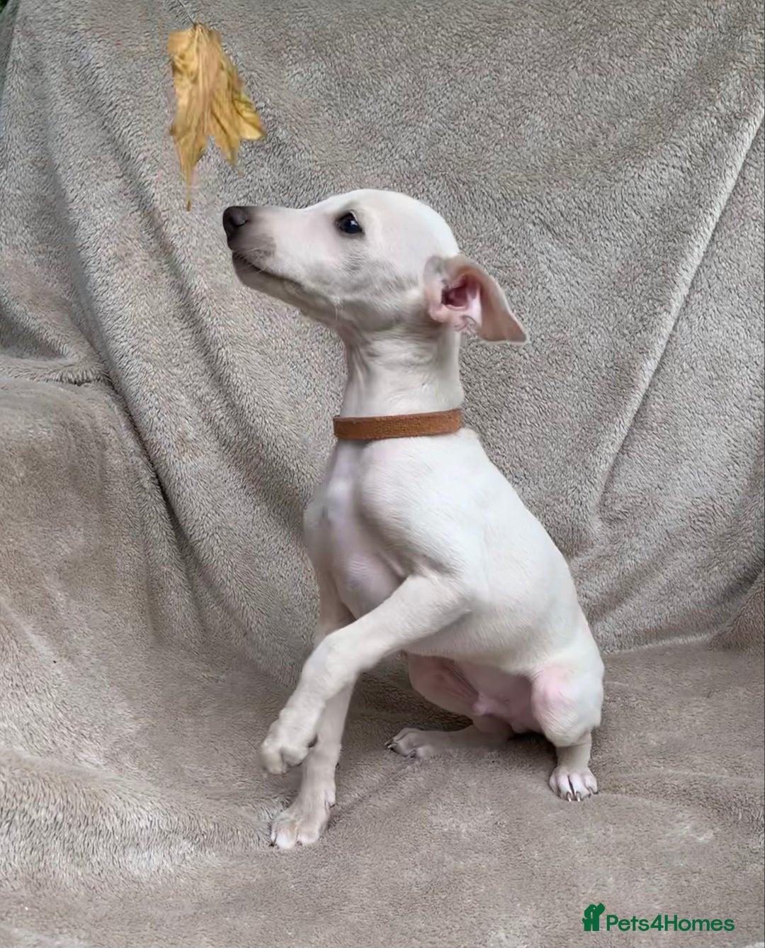 Italian Greyhound dogs for sale: Italian greyhound puppies KC reg European Lineage in Leeds - Image 29